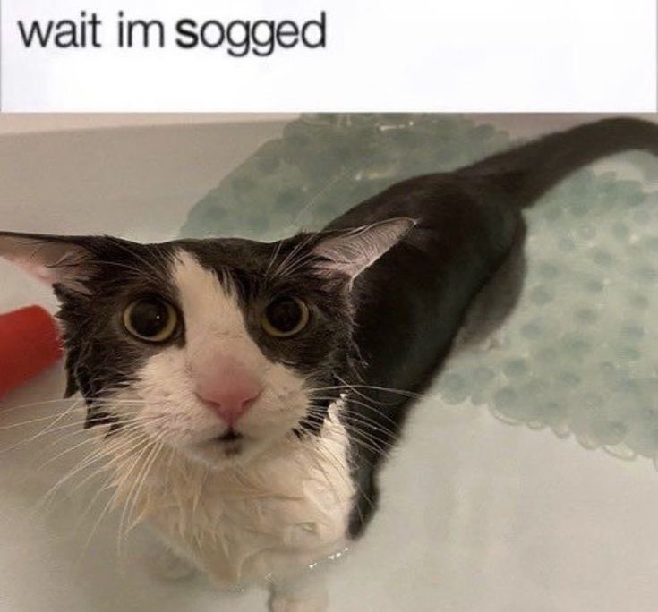 shyyrus's tweet photo. @ImStrikeTV Good day to have a bunch of silly cats in my photo album https://t.co/smpCiuIDPk