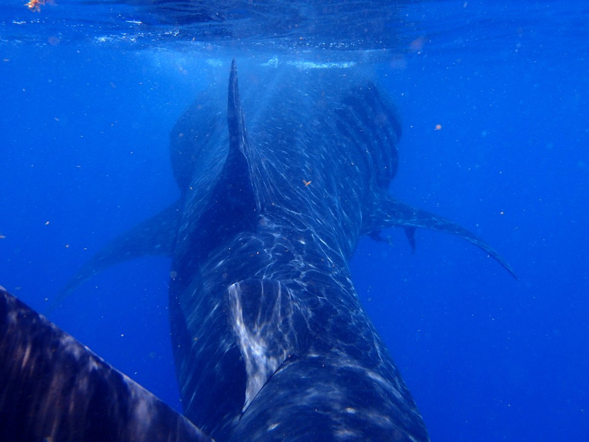 Reminiscing about one of the most unforgettable and amazing travel experiences in Mexico: Snorkelling with whale sharks. Would you/have you experienced this? makethemalltripsofalifetime.com/post/snorkelli…