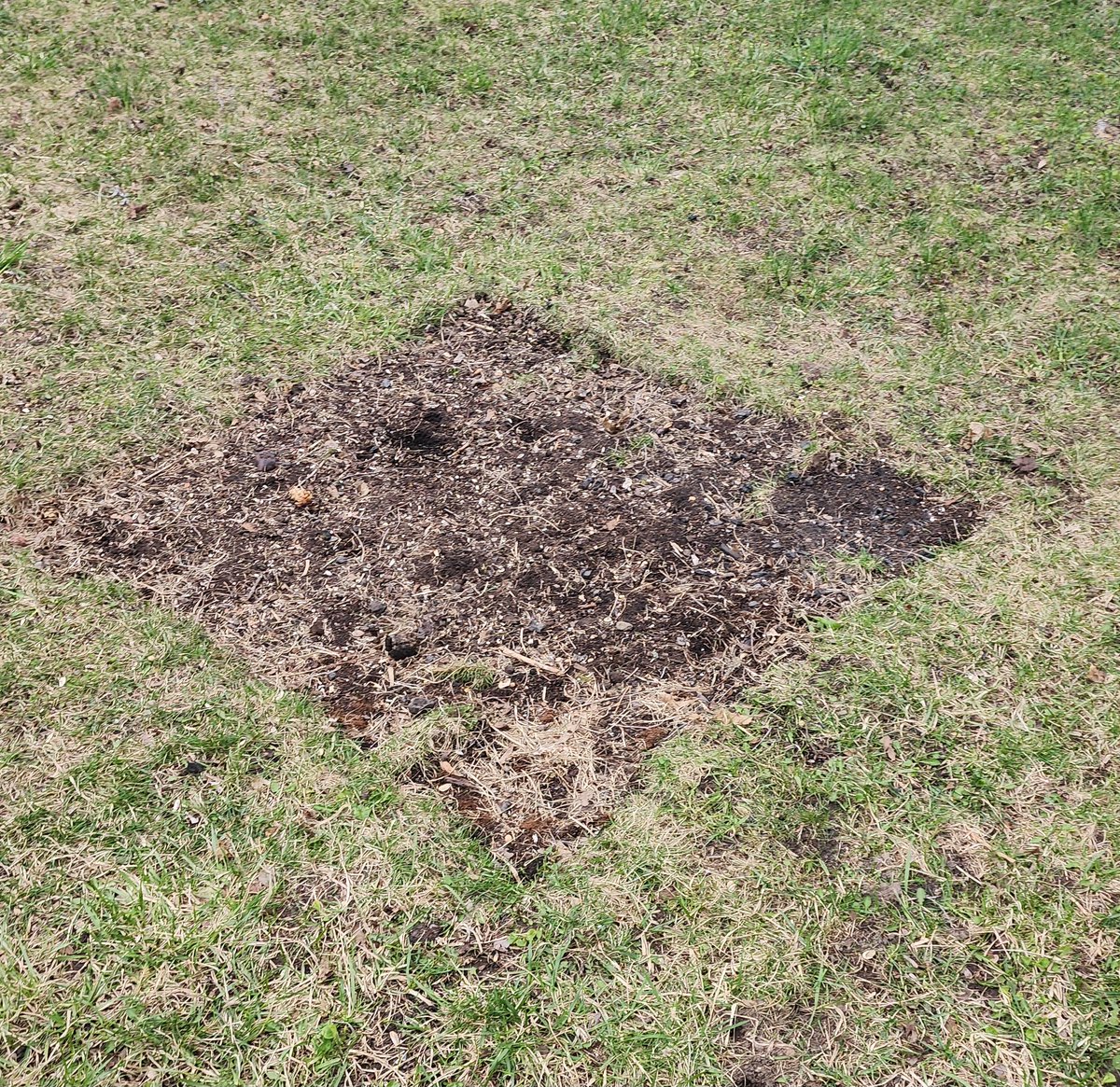 berdyaboi's tweet image. misclicked with my fucking shovel now my yard is gonna look like shit for an hour