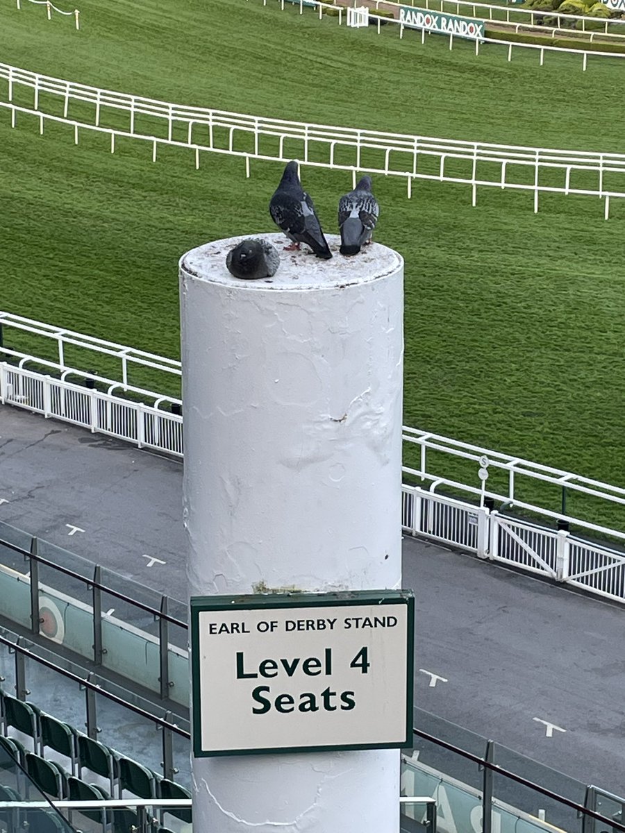 And didn’t we have a ball yesterday @AnnOConnorITV Jim and team @GranadaReports @AintreeRaces … these birds had the best view on #LadiesDay ! 🐦 #byebye