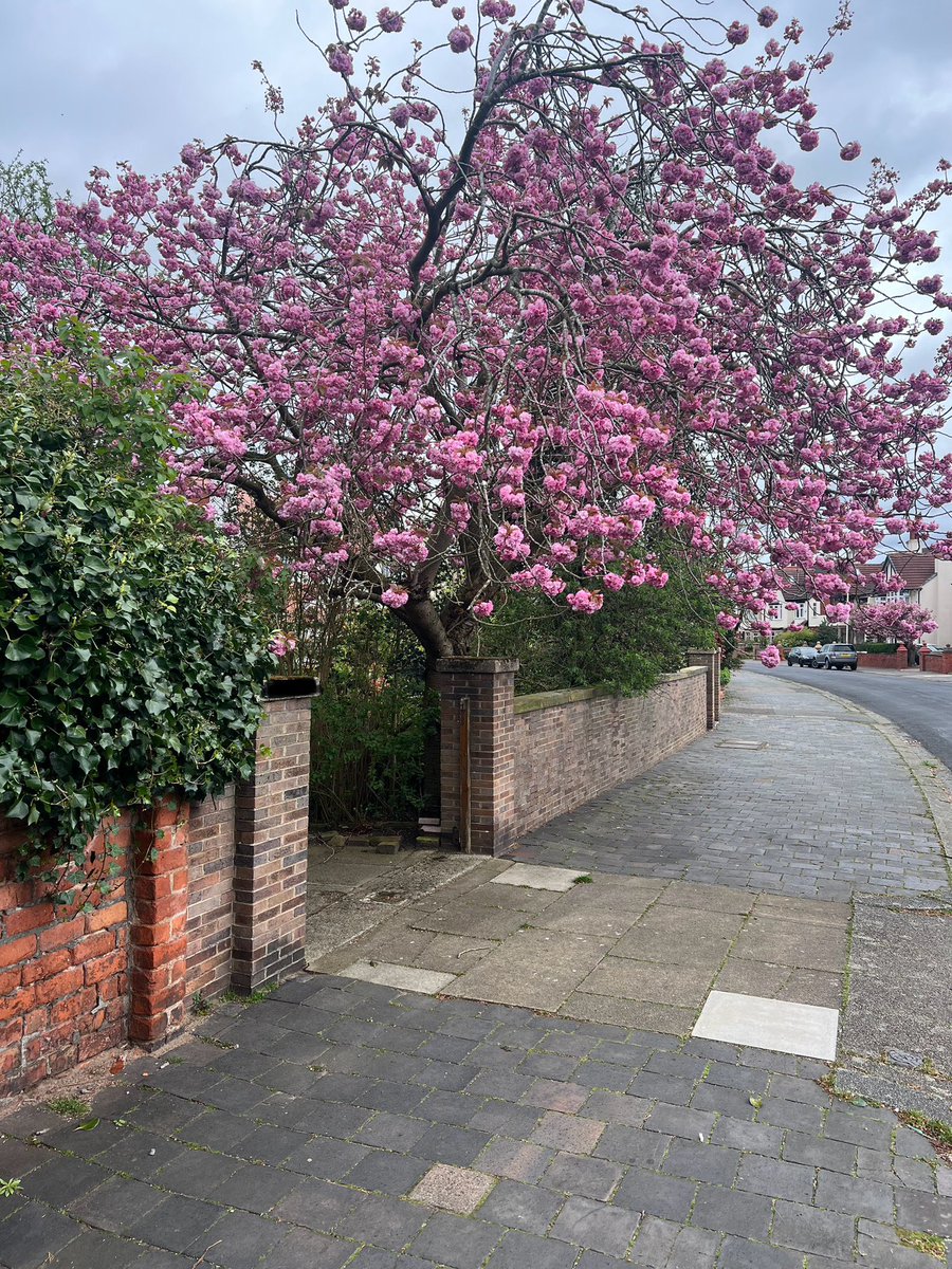 Loved seeing the Cherry Blossom trees walking around Cambridge ward in Southport today.