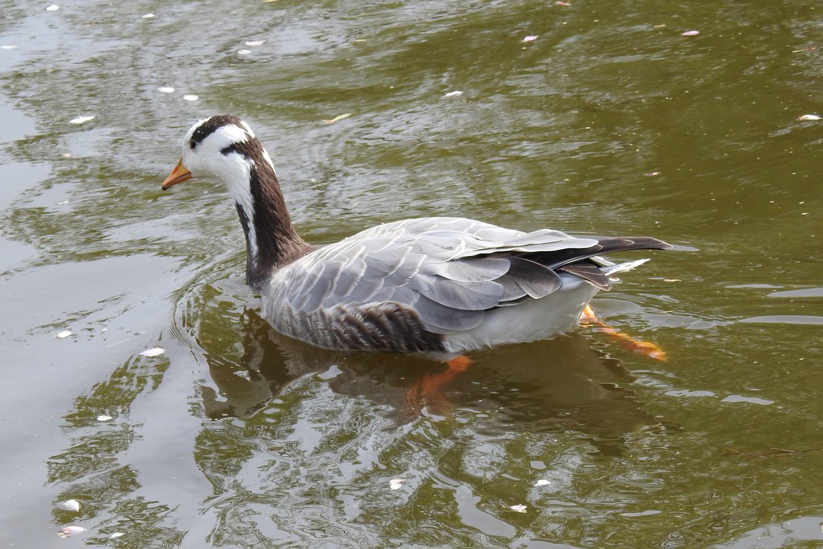 St James's Park, London...some interesting waterfowl amongst the captive collection with Pochards, Gadwall, Egyptian Geese, and fully winged Ross's Goose & Bar-headed Goose amongst others #plasticfantastic
