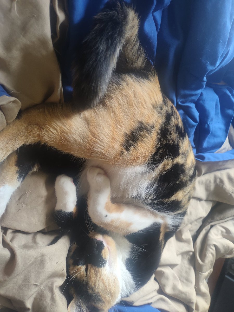 ZachariteLIVE's tweet photo. This absolute goober sleeps for 15 hours a day after yelling at me for 5 minutes because I was late with her breakfast https://t.co/0dUnyF3dMn
