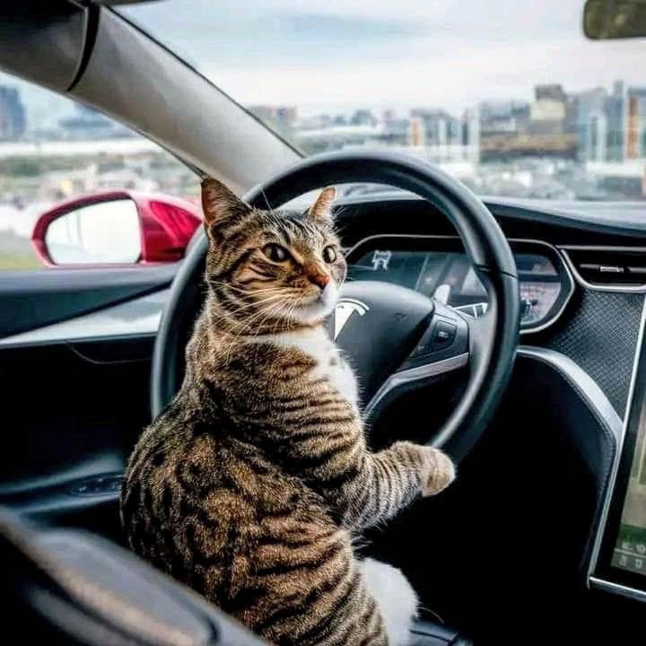 I order an über. This is my driver. Best service ever!. 

Happy  #Caturday

#ailurophile #SabadoGatuno #Cat #cats