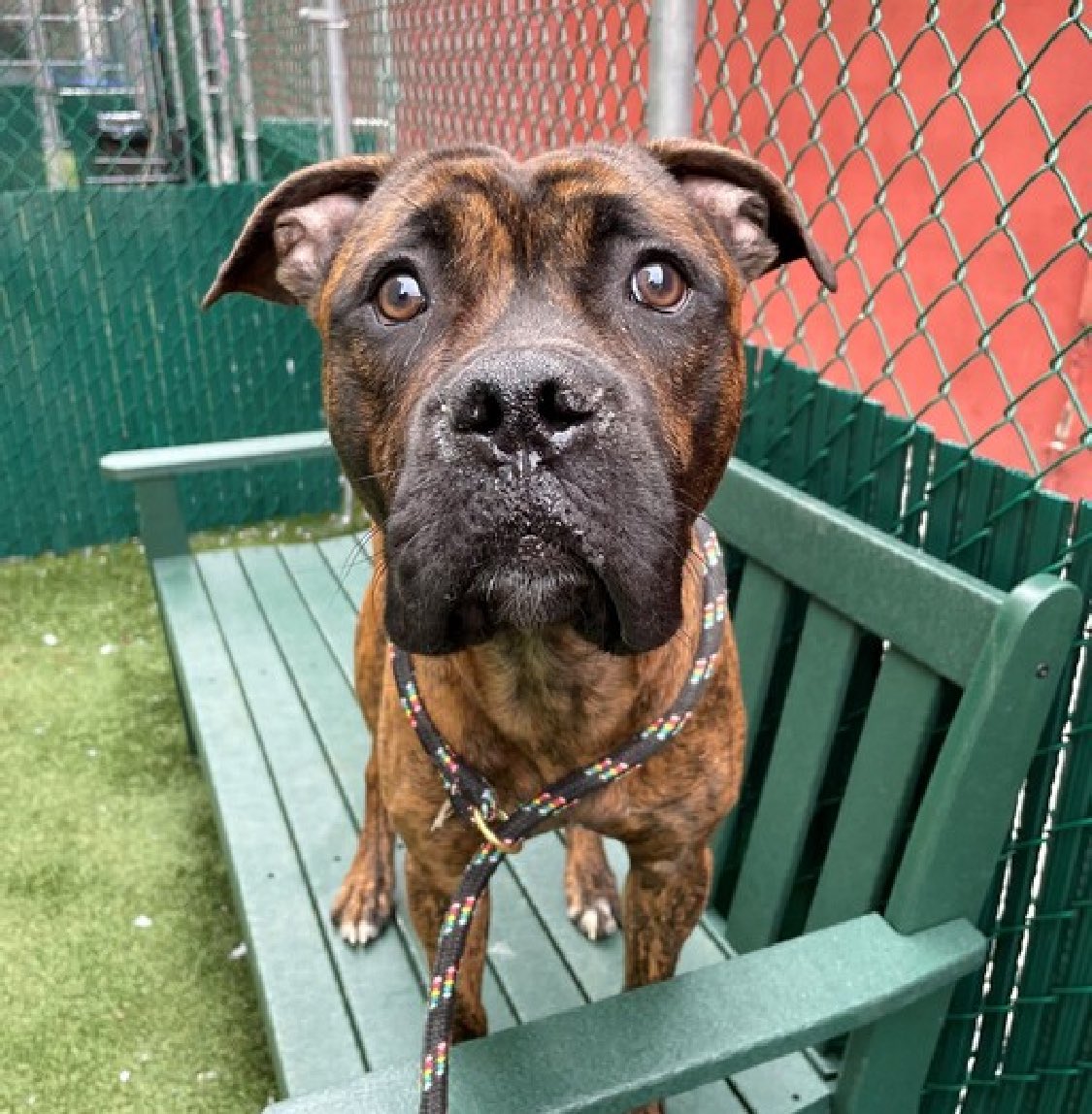 HOURS LEFT, DELISTED in preparation TBK in NYCACC: the most pathetic of all excuses, Maxwell House 193750 lost his family for 'not being house trained'. I'm sure Maxwell would love the chance given the opportunity. Now after arriving March 3 he's out of time. Two years old and