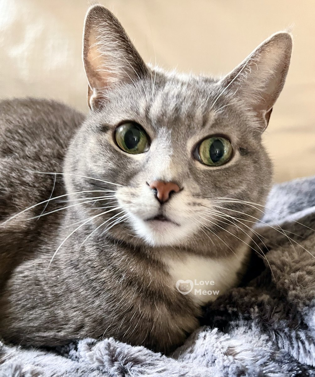 Happiness is a warm, fuzzy loaf. 😍: Lucy #Caturday