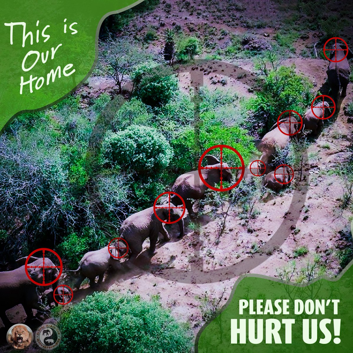 EleRhinoMarch's tweet photo. For the Elephants of Mawana, where is home?
• Will they live? #SaveMawanaElephants
• In an astounding twist of fate and in the midst of mismanagement, exploitation, discord and chronic disregard for community concerns, a herd of earth's great walkers may pay the ultimate price: LIFE.
• The Earth has known elephants for 53 million years, far longer than she has known humans; still, for the elephants of Mawana, an ancient and rich culture and a fierce will to live may not guarantee the "right to life".
• The non compliance notice issued -by the government- to the 'owners' of the herd requires the elephants to be herded back to Mawana reserve AND secured with elephant-proof fencing. Alternatively, translocation is an option.
• For the background on the unravelling of a painful and challenging scenario, please visit the Daily Maverick here:
https://t.co/XyXRpijNje
• If the elephants are to live, a departure from lethal action, elephant-proof-fencing, elephant monitoring, elephant guardians and good faith -sustained- communication with community members must be ensured.
• Solutions must be collaborative. We need each other, the elephants need us and we -more than we know- need them.
• For the current perspective from various stakeholders please contact GMFER at gmfer@gmfer.org
Image credit: LionExpose. #LionExpose and #GMFER
Credit to LionExpose -also- for the group's diligent investigative work on the unfolding tragedy.
@TFAfrica
@blackmambasapu
@Twomilliontusks
@SavetheElephant
@Action4ElliesUK
@elephanaticsbc
@Thevulcanfoundation
@HSIGlobal
@HumaneSociety
@Interior
@PresidencyZA
@ExposeLion
@HSIAfrica
@GovernmentZA
@elephantrhinospeople
@PGAFamilyFdn
@AspinallCharity
@WWF
@USFWS
@BarbaraCreecy_
@environmentza
@elonmusk
@LeoDiCaprio