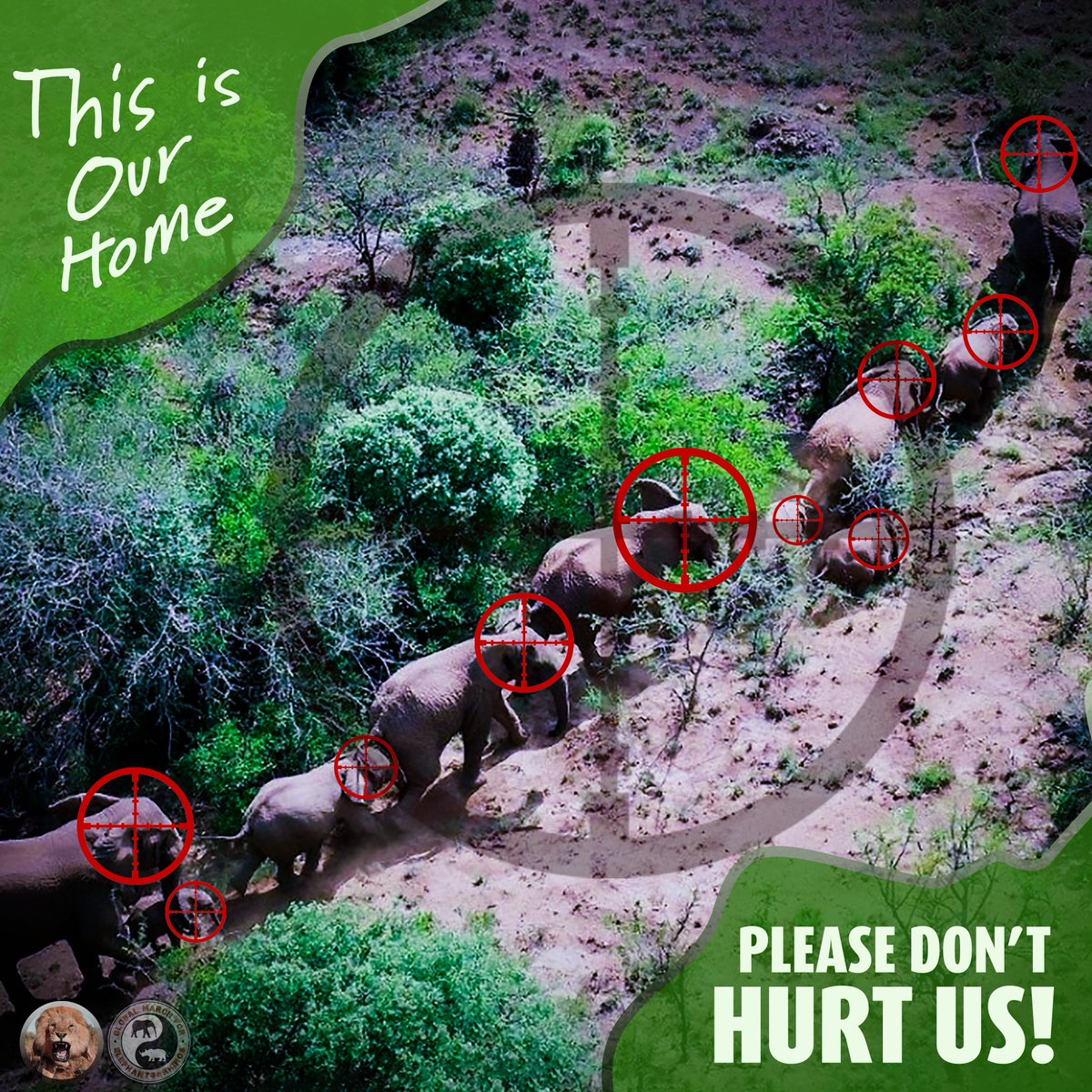 For the Elephants of Mawana, where is home? • Will they live? #SaveMawanaElephants • In an astounding twist of fate and in the midst of mismanagement, exploitation, discord and chronic disregard for community concerns, a herd of earth's great walkers may pay the ultimate…