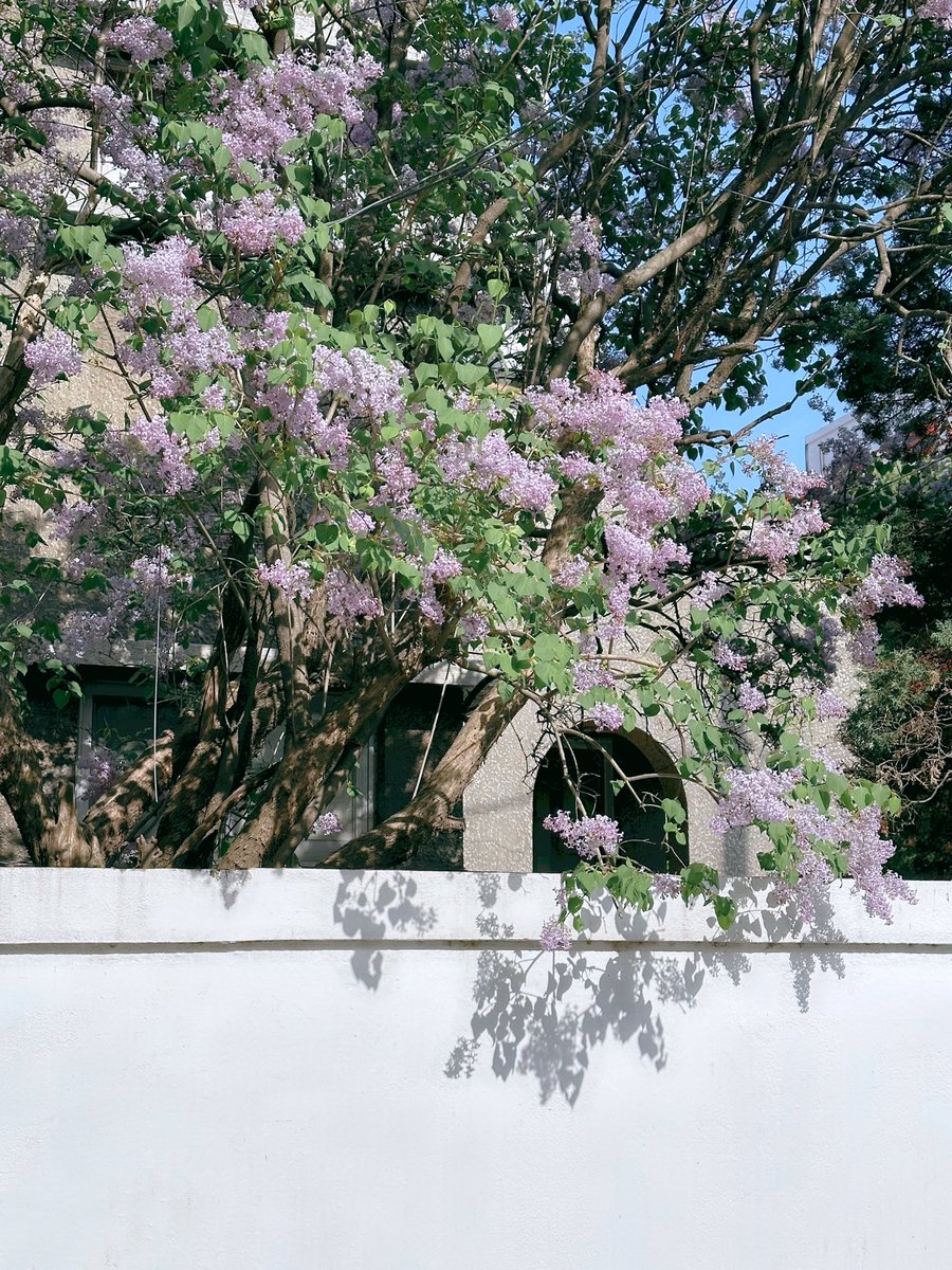 오늘 카메라에 담았던 봄이 너무 빨리 가지 않으면 좋겠다.