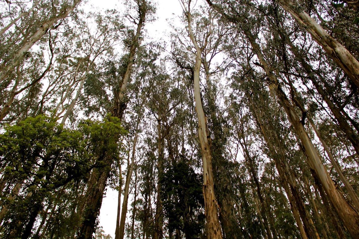 RecParkSF's tweet photo. Stern Grove has reopened today, 4/13 after extensive work to recover from recent storm damage. Please note that areas will be cordoned off or unavailable at times. A special thanks to everyone who has worked tirelessly to make sure the park will bloom for the public this spring! https://t.co/NLOk4Uhlux
