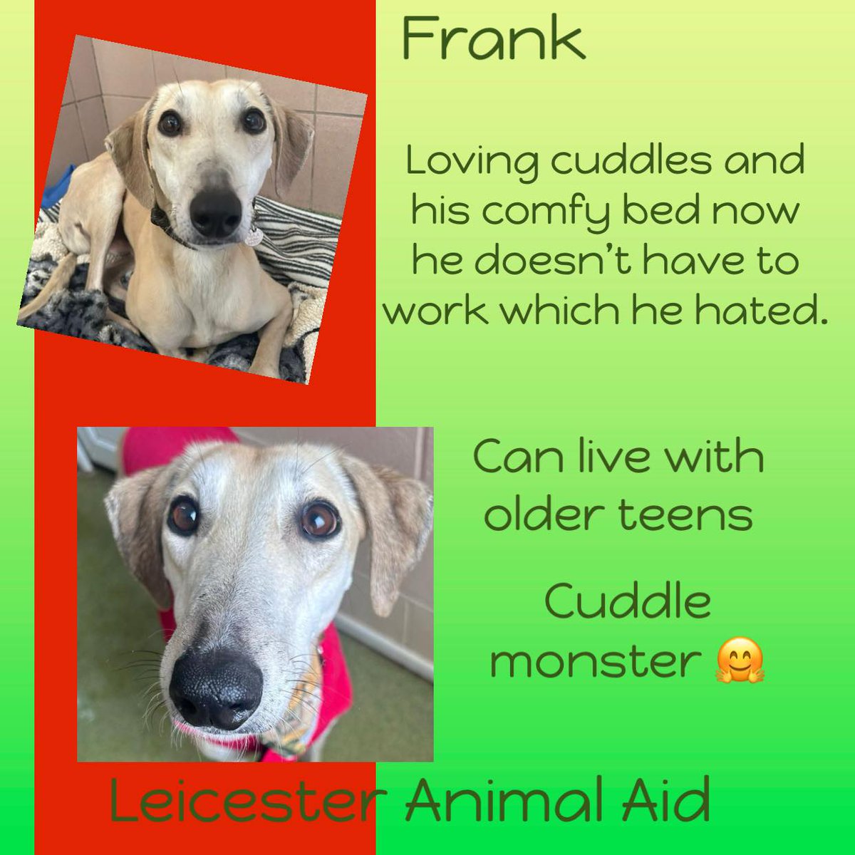 4/5yo Lurcher boy FRANK certainly loves the luxuries in life, snuggles in bed under the blankets, & even enjoyed his health check at the Vet. Having lived a life of work previously, he has found he prefers the finer things in life. Frank will need further guidance around home…