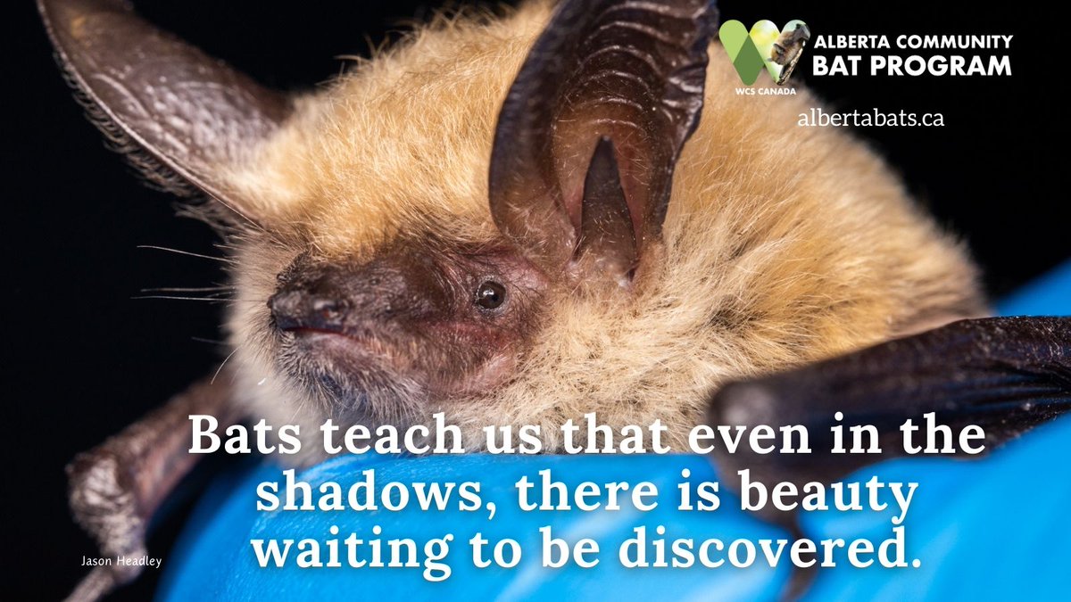 #BatAppreciationDay2024 is April 17th. Time to share your bat facts and celebrate all the things that bats do for us! #AlbertaBats #BatsEverywhere #BatsNeedFriends