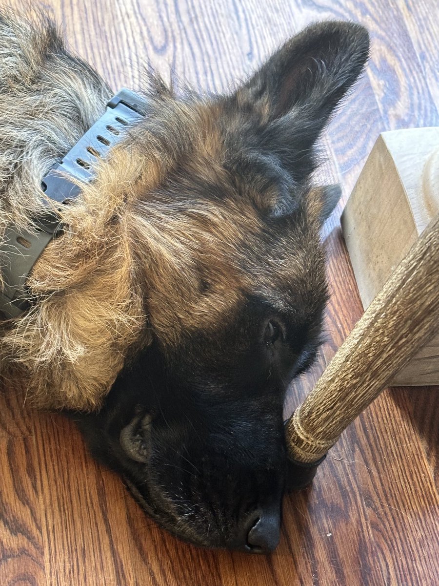 Jaeger is making sure this chair doesn’t slide out on its own! 🐾 #GSD #GermanShepherd #ADogsLife