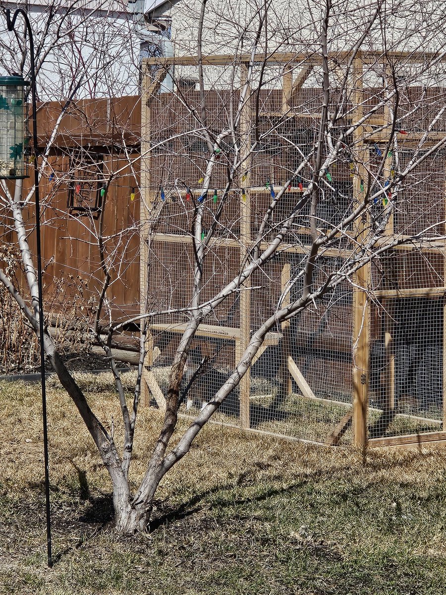 fishergirl39's tweet image. Abbey loves being outside in her new catio! Hubby moved it onto the grass &amp;amp; she is so happy watching the birds dig around in the flowerbeds. #spoiledcat #catslife