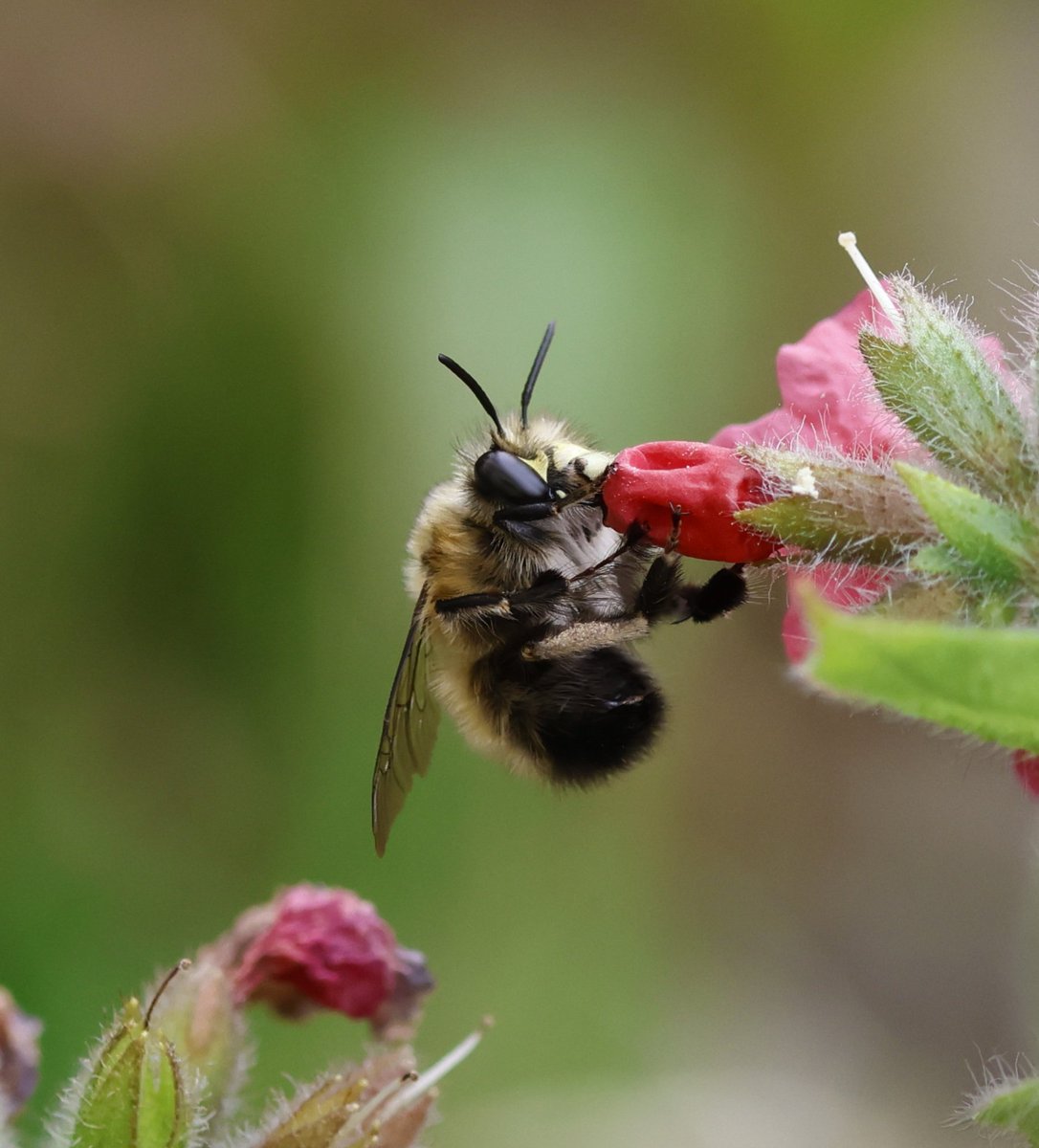 Lots of solitary bees are now flying inc. common spp. Andrena haemorrhoa (orange-tailed), A. fulva (tawny), A. cineraria (ashy) & Anthophora plumipes (hairy-footed flower bee). The last sp. is probably more abundant in gardens - at least in Derbys. But maybe recording bias?