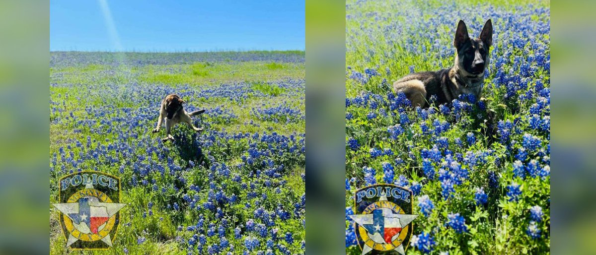 MCKINNEY, Texas--K9 Azi revels in the joy of spring season

More on this story at MyTexasDaily.com

#McKinneyTexas #Texas #McKinney #SpringSeason #BlueBonnets #K9 #McKinneyPoliceDepartment #K9Azi