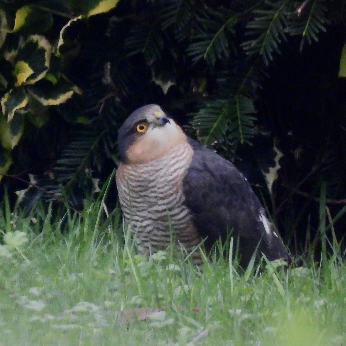 Still a good variety of species visiting my Guisborough garden the males looking increasingly colourful @teesbirds1 @teeswildlife @nybirdnews