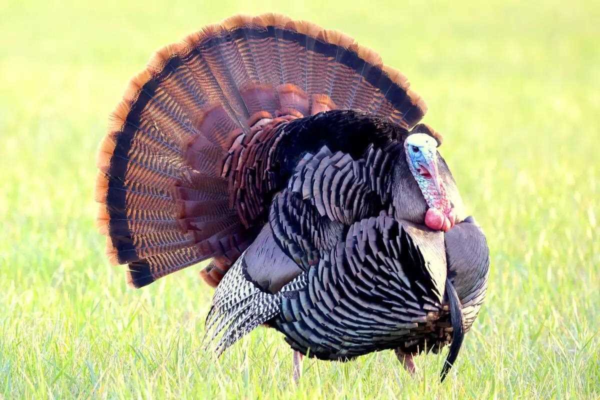 Gobblers are serenading the woods and meadows across the South. Here's our Regional Strut update via Game & Fish Magazine: bit.ly/3xgJ9lU

#FindYourAdventure #hunting #outdoors #south #wildturkey #turkeyhunting #turkeyseason