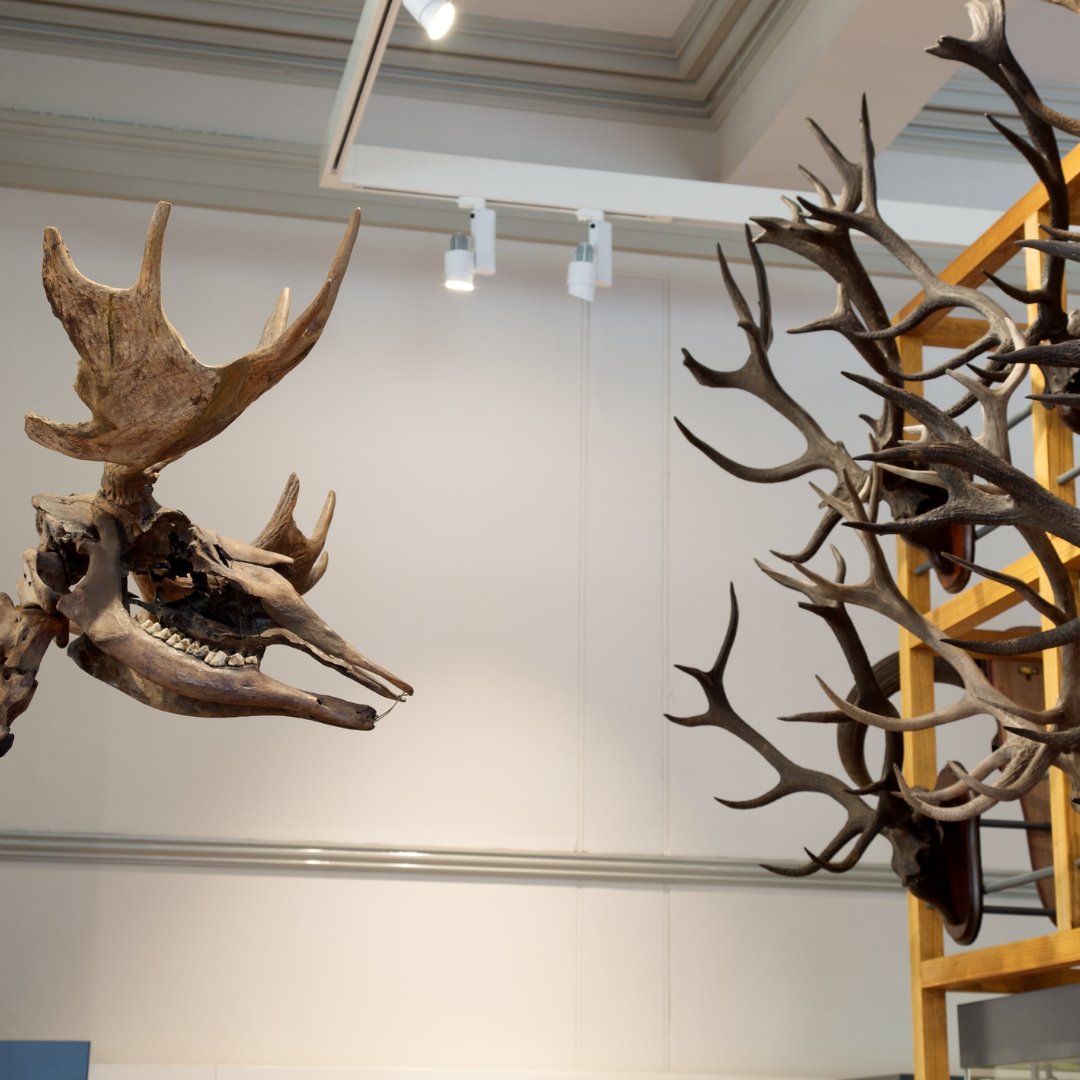 Did you know that Horace our Ice Age Elk’s complete skeleton was found by accident in July 1970 when John Devine demolished an old bungalow to begin work on a new family home? 🦌