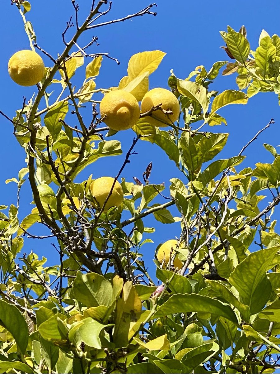 cxmelnick's tweet photo. When your tree gives you lemons . . . https://t.co/aHVk6faK9O