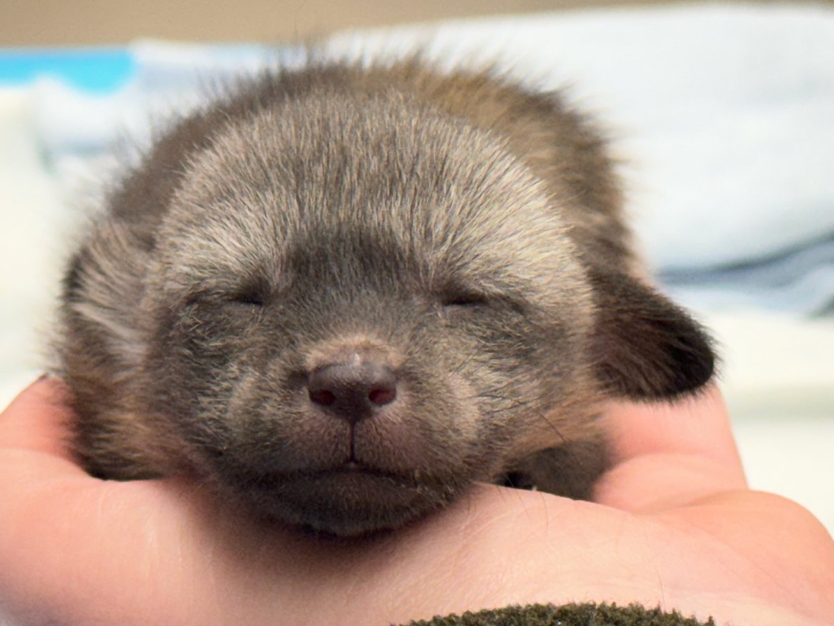 How sweet! The one week old bat-eared fox kit is progressing well with bottle feeding. He sleeps a lot, which is normal, and makes adorable vocalizations when it’s feeding time!