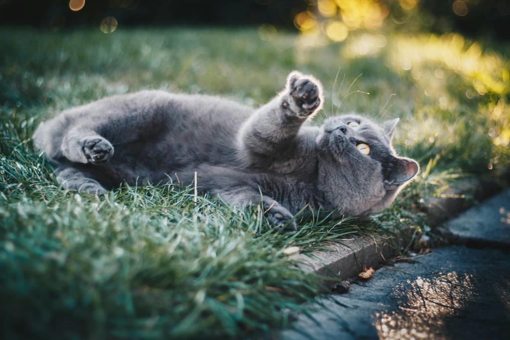 Say Goodbye to Stray Cats: A Comprehensive Guide to Solar Animal Repellers belidan.com/say-goodbye-to…