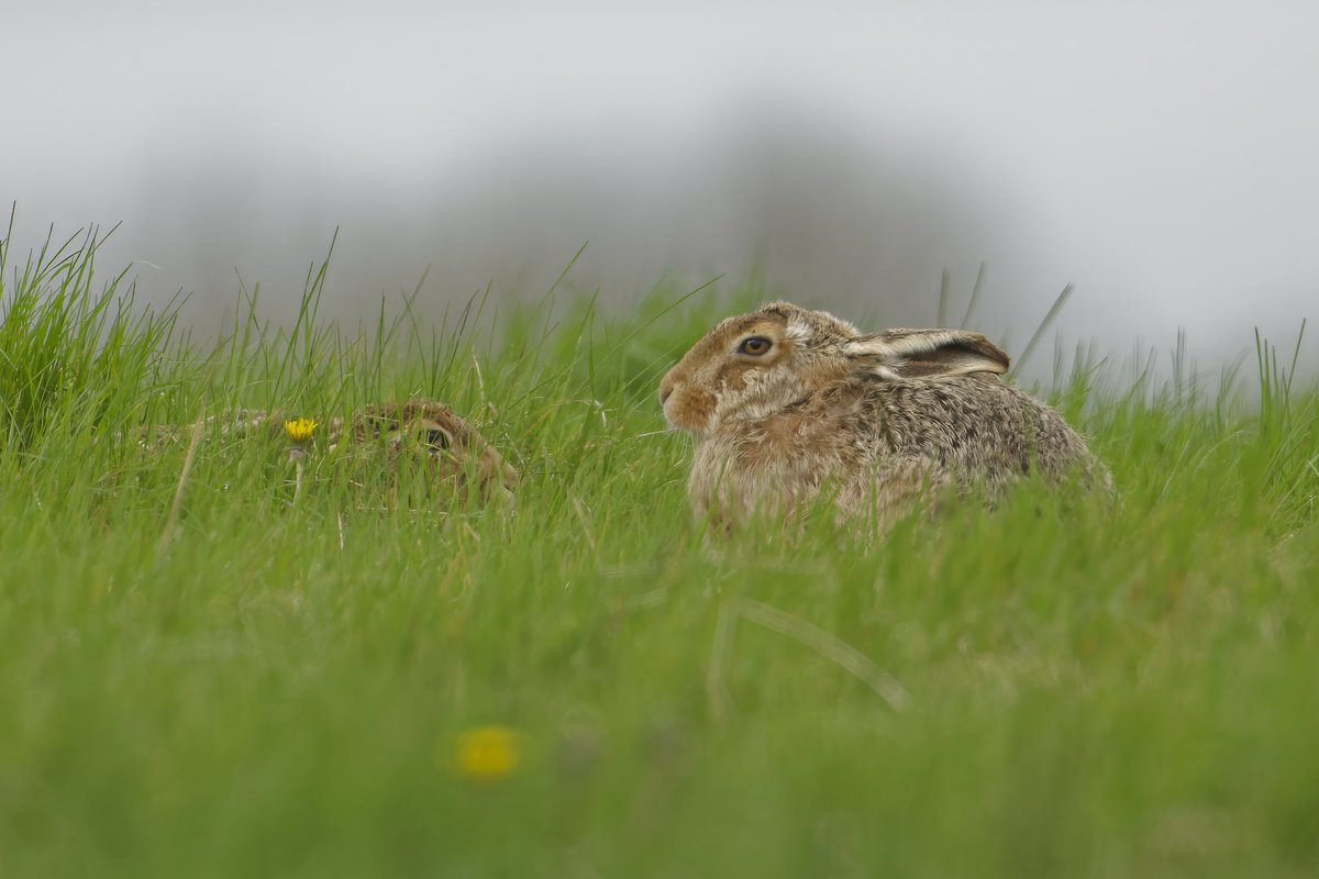 A closer view of the hares, North Dorset, a few hours earlier @DorsetWildlife @SightingDOR @DorsetLifeMag @lovedorset #hares #dorset #SaturdayMorning #nature #wildlifephotography