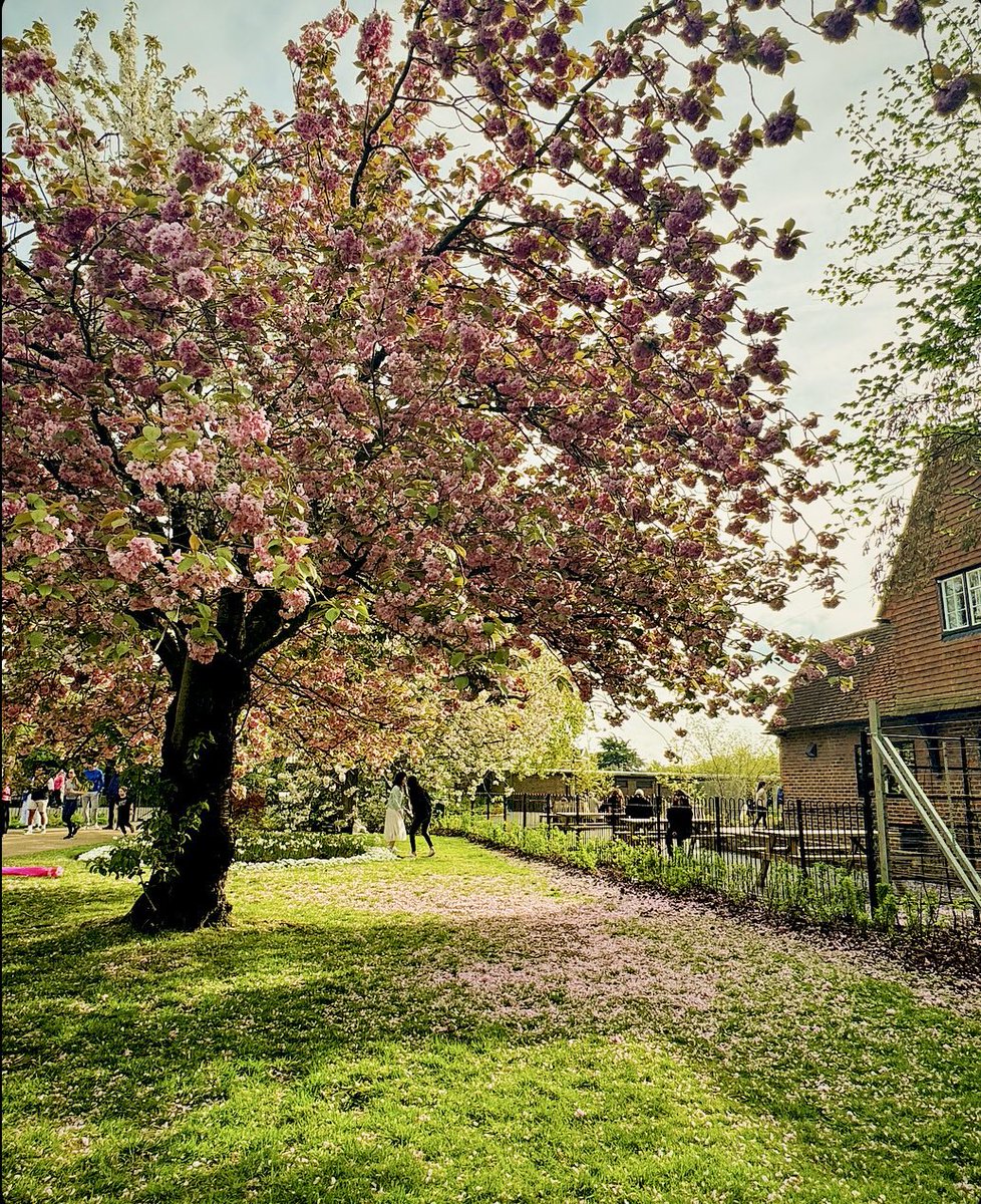 Blossom season at Greenwich Park 🌸- Photography by Kelly Mew 📸 #blossom #blossomphotography #blossomwatch #cherryblossom #sakura #sakuraseason #blossomseason #spring #springflowers #flowerphotography #photography  #naturephotography #greenwich #greenwichpark #picoftheday