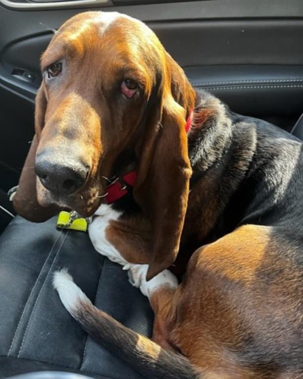 🆘🆘🆘Transport help needed now! Floyd needs a ride to his foster home on Wednesday, 4/17.  If you can help, email transport@brood-va.org now!
🐶 Leg 1: Waynesboro, VA to Strasburg, VA; picking up at 11:30 AM;  approx. 82 mile trip