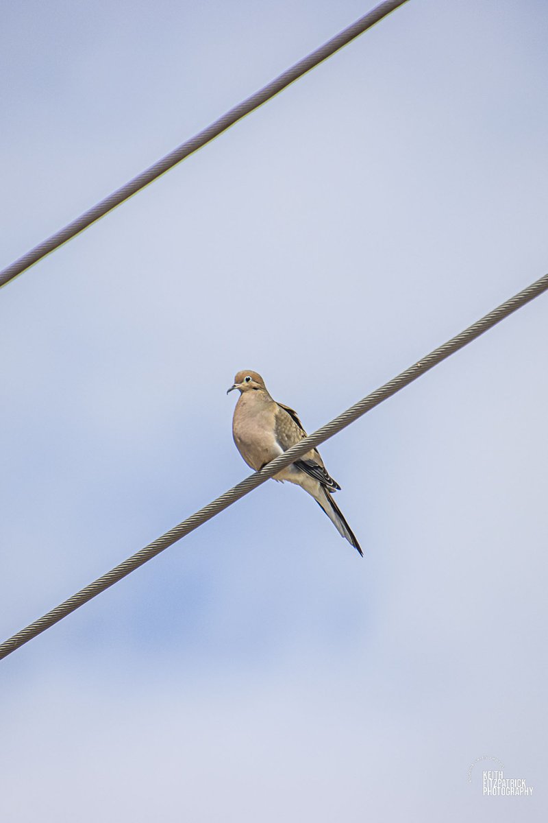 April 13th - Few birdies enjoying the sunshine. #nlwx #wildlife #avian #avianphotography #birdphotography #wildbirds #nature #WildlifePhotography #canon #canonphotography #tamron18400 #canon90D #thebigland #labrador