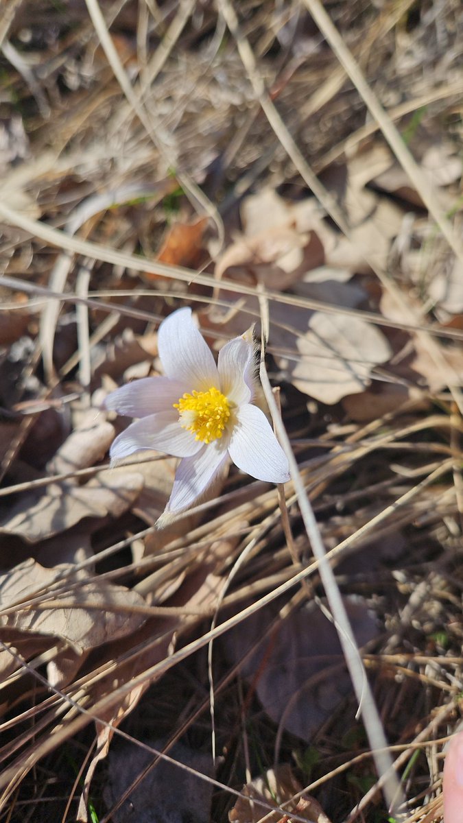 Staci Dreyer-Larson Ph.D. 🐀 tweet media