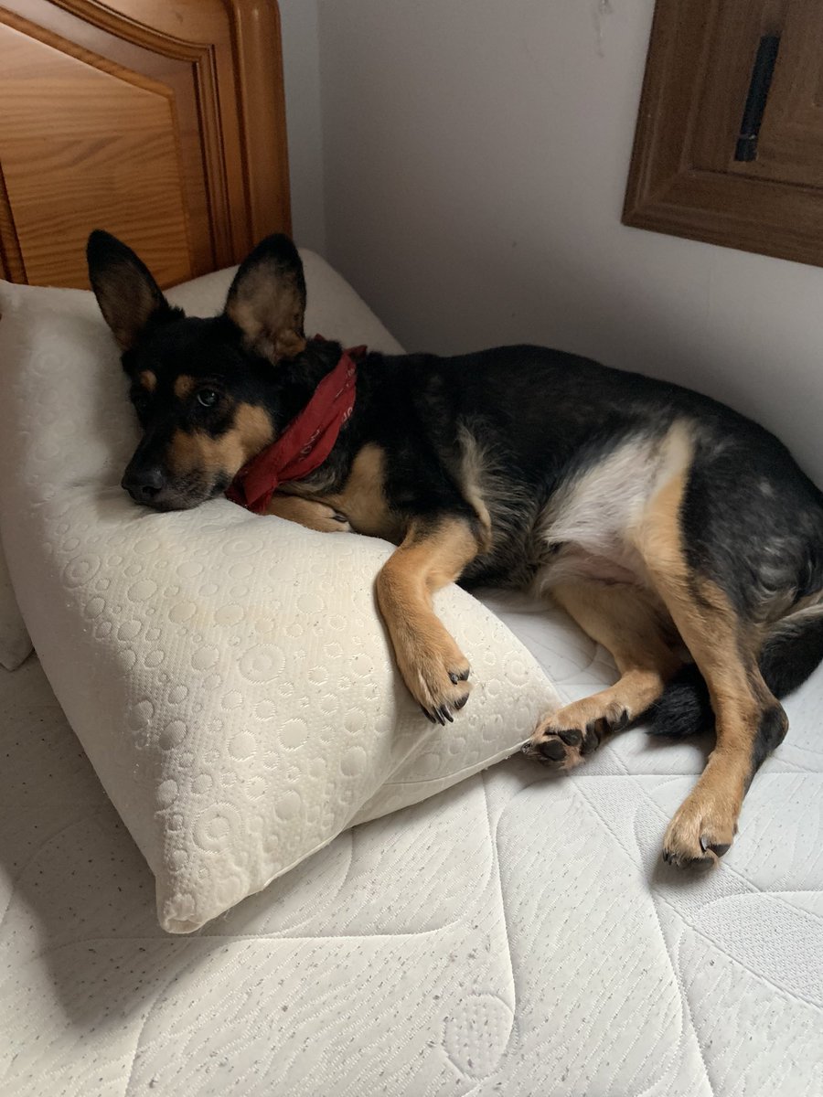 Sergio Prieto tweet media