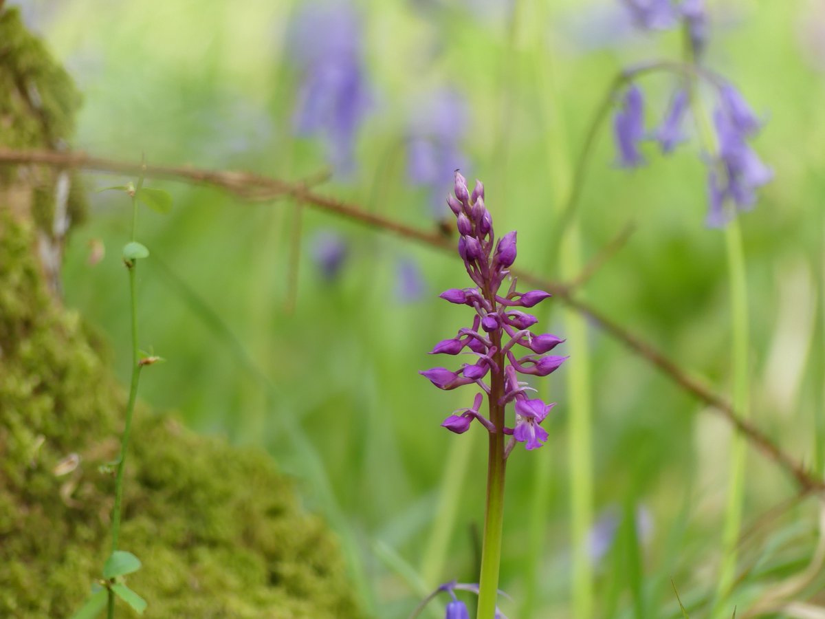 WildChurches tweet media