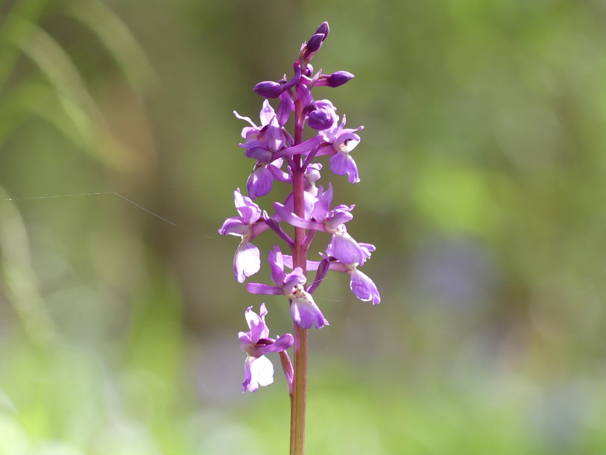 WildChurches tweet media