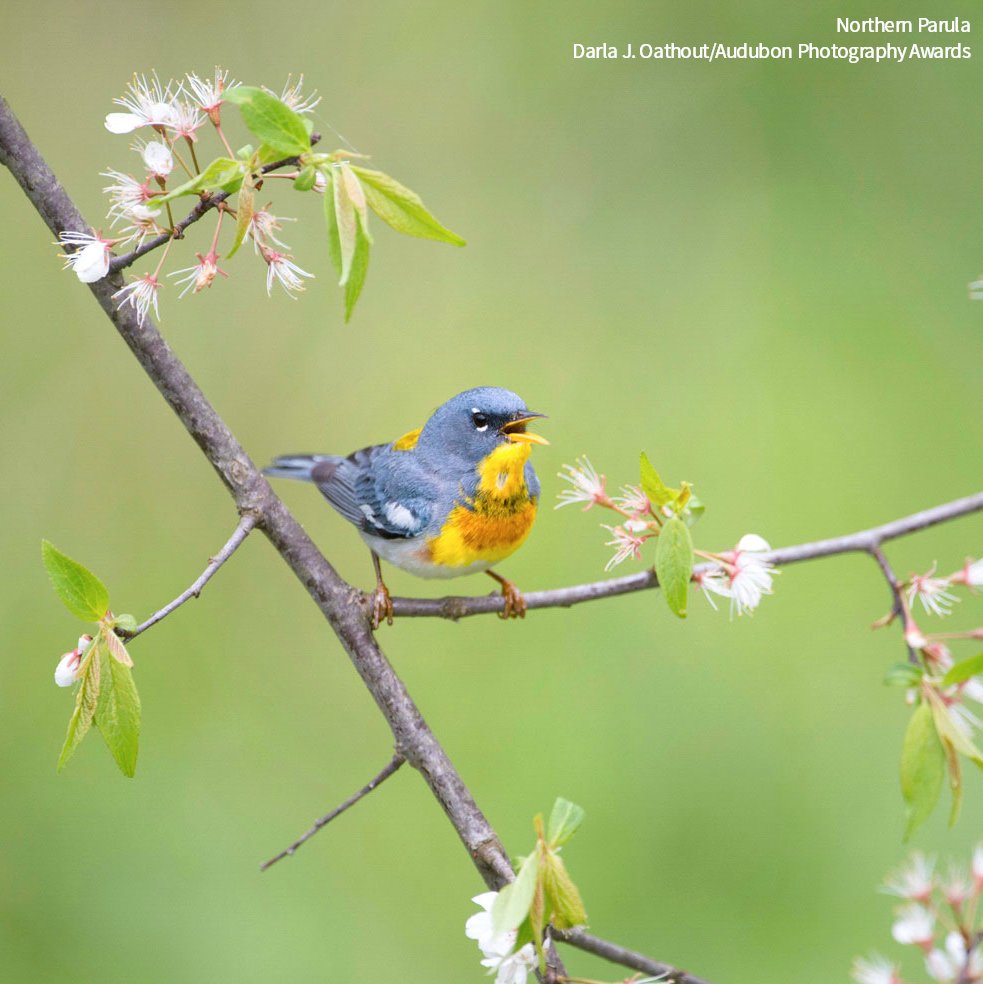 Spring is here—and with it, birds! Find out what birds are near you and brush up on your ID skills with the free Audubon Bird Guide app: bit.ly/3J4j3Fc