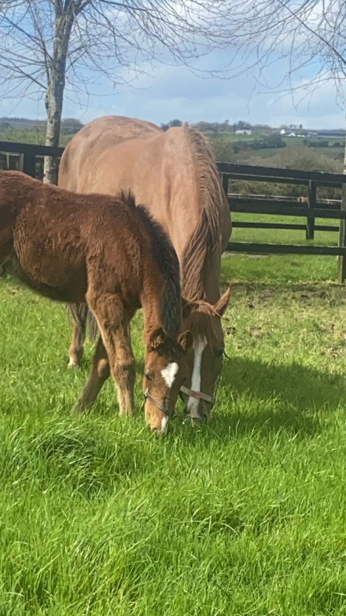 Daemon Diamond who we own in conjunction with <a href="/Lisnagarpaddock/">Lisa Pyne</a> has been confirmed in foal to <a href="/coolmorestud/">Coolmore</a> stalwart Walk In The Park. Here she is with this year foal by the same sire. #builtlikeatank