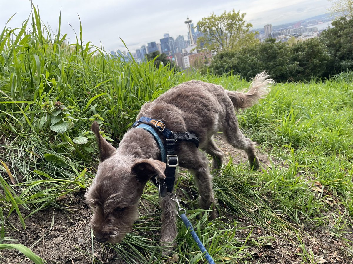 Exploring #seattle parklands doing research for the #schnauzergang