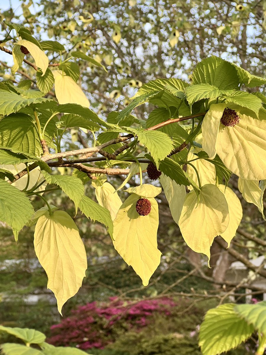 elenicclarke's tweet photo. Davidia involucrata has flowered early this year and is enjoying the evening sunshine.
#davidiainvolucrata #handkerchieftree #dovetree #spring #bordehillgarden https://t.co/B1wM6qepDz