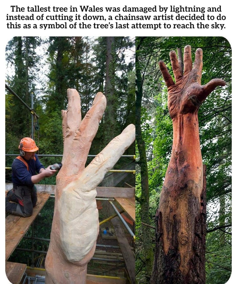 Powerful imagery...symbolism of a damaged tree🌳 caused by lightning ⚡ reaching 🙌for the sky ☁️...😢

#treepeople #Trees4Resilience #trees #NatureLover #nature #NatureLoversUnite