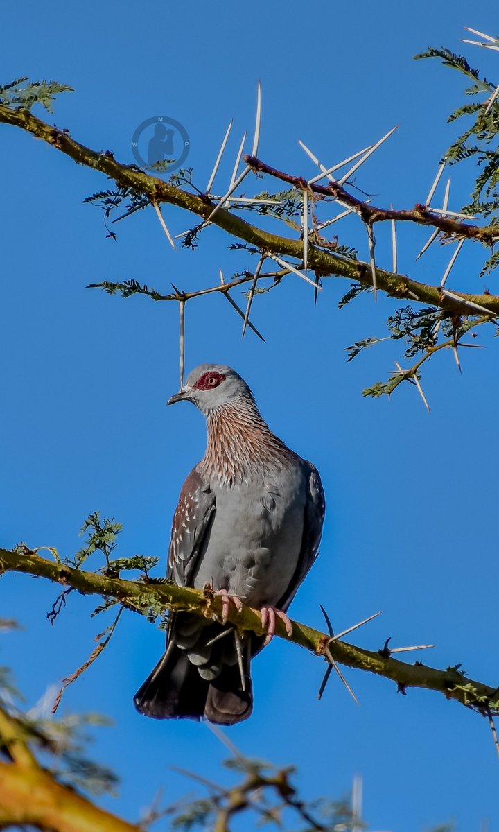 Speckled/Rock Pigeon - Columba guinea

Elsamere,Lake Naivasha,Kenya.(march 2024)

#martowanjohiphotography #birdwatching254 #birdwatchingwithmartowanjohi #birdsofkenya #BirdsSeenIn2024 #birdsphotography #TwitterNatureCommunity #nikon #tamronlens #pigeon #naivasha #bdasafaris