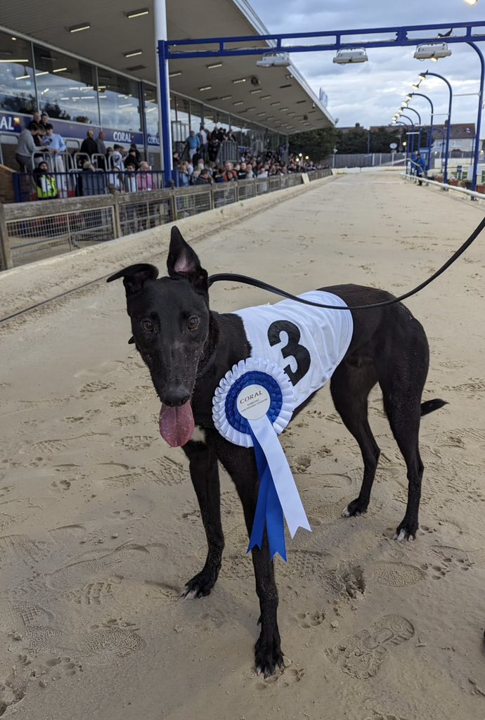 RomfordDogs's tweet image. 🌟Winner of Race 1 - Romford Saturday 13th April 2024 

🥇Trap 3 - Tiarnans Laugh 

Trainer🏆- Maxine Locke
Owner(s)🐾- Bonville Racing Club 

Congratulations to Connections💕