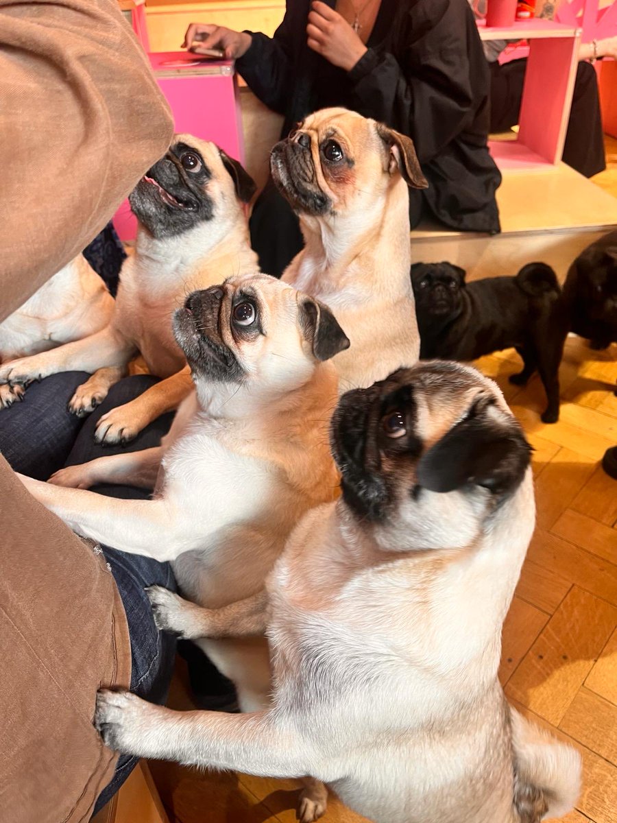 My daughter went to the #PugCafe in Manchester yesterday.