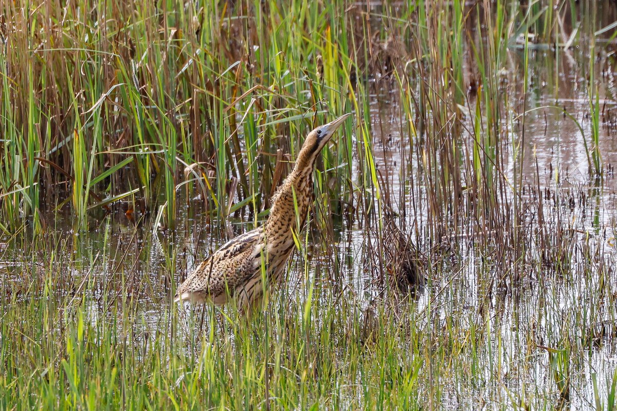 Bittern #birds @RSPBMinsmere