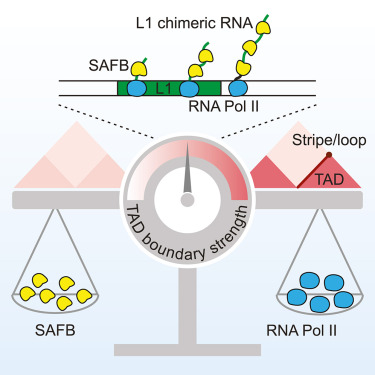 SAFB restricts contact domain boundaries associated with L1 chimeric transcription

Mol Cell (April 10, 2024)
doi.org/10.1016/j.molc…