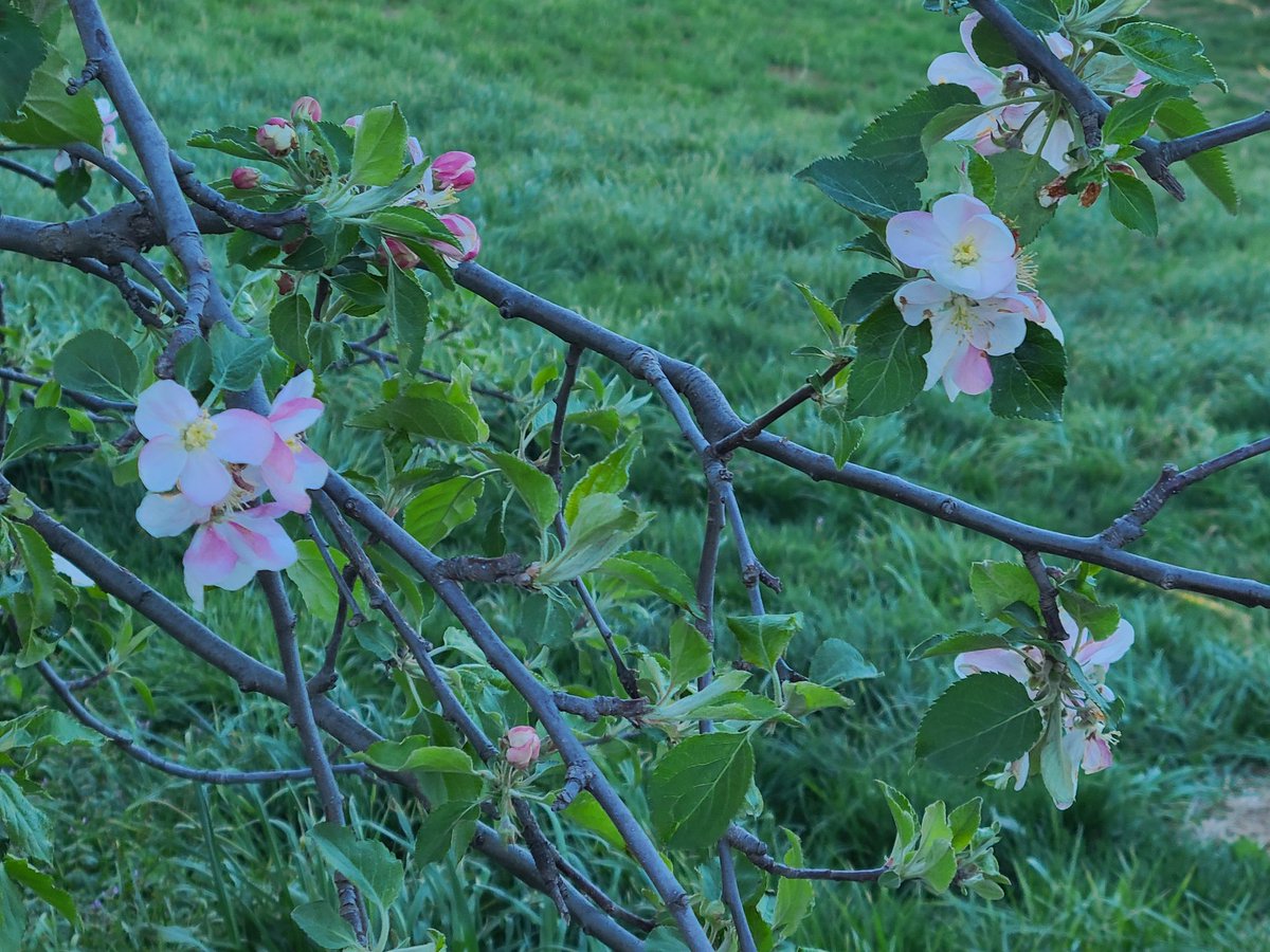 Apple blossoms! Wood Heights Missouri.