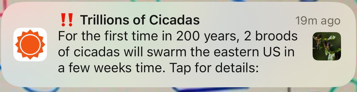 Read the room, cicadas