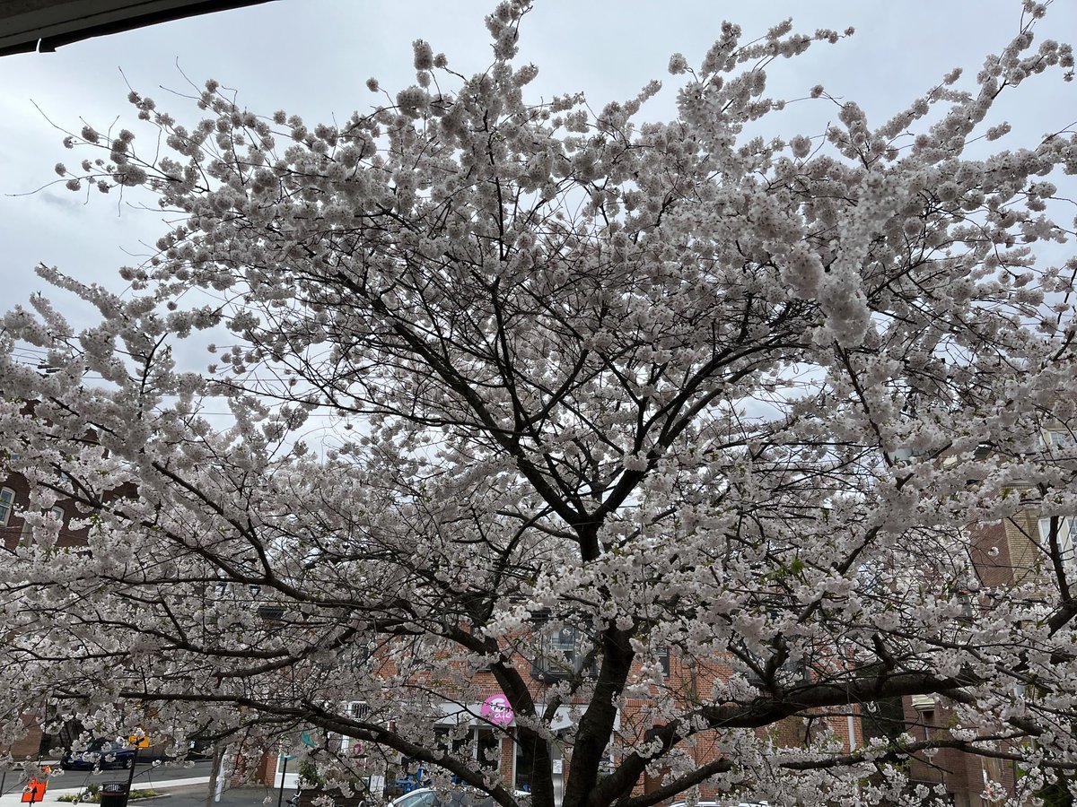 This is the tree outside my ‘home’ in @Yale that just keeps giving. Glorious blossom and my last Spring here to enjoy it. There is such an impressive array of trees in this city which I will miss.