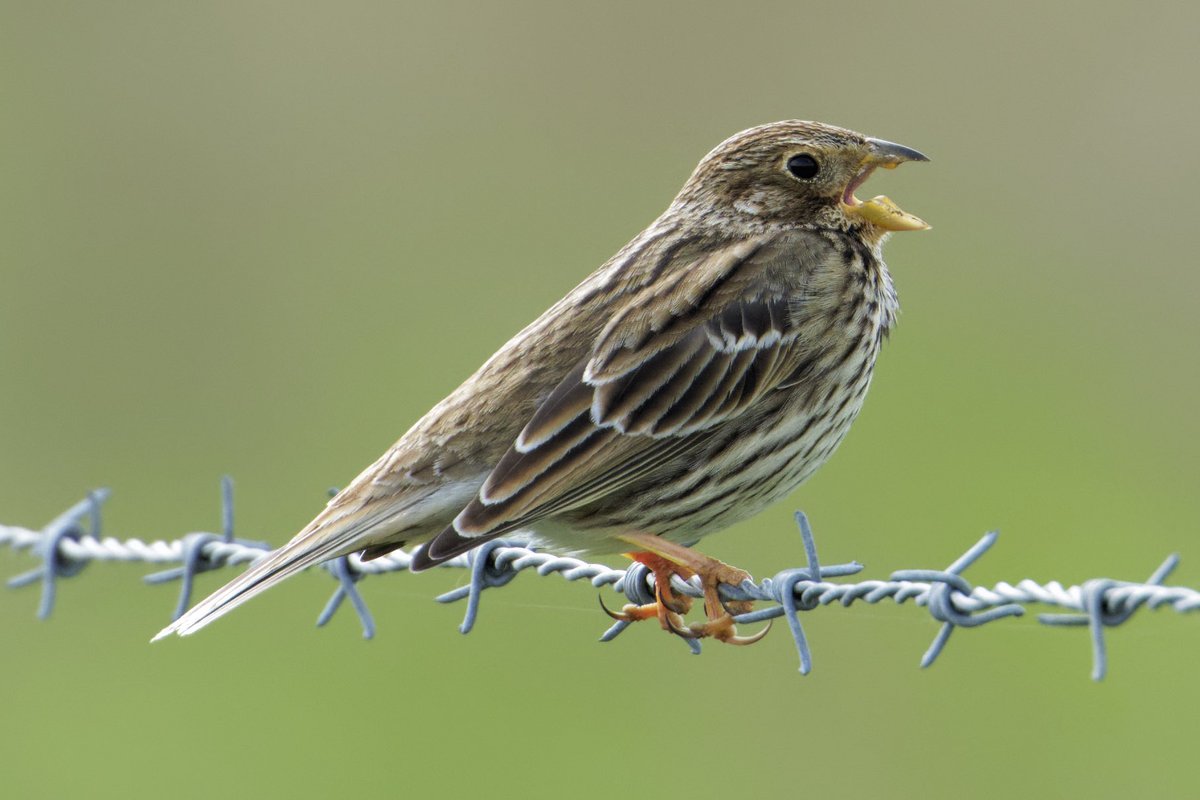 Corn Bunting @DorsetBirdClub @Natures_Voice @SightingDOR @DorsetWildlife #dorset #BirdsOfTwitter #nature #wildbirdphotography