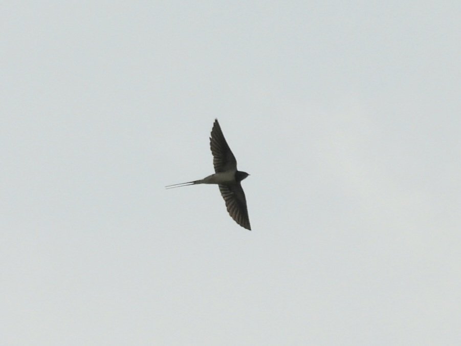 1 of many Swallows passing Weybourne this morning