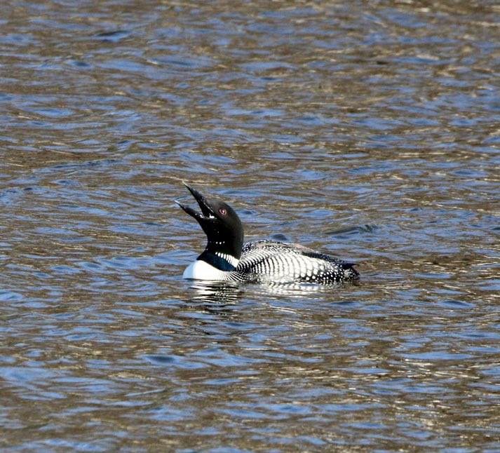 PKnowski's tweet photo. @wiscobirder Common loon https://t.co/a1nKpewWz8